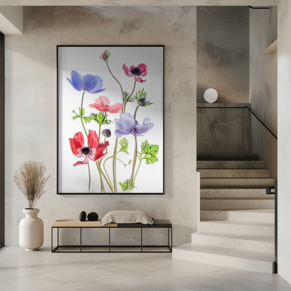 Anemoon van Caen | Poster