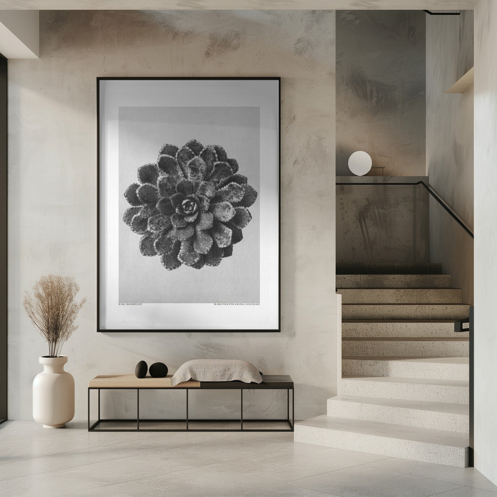 Randpiramidale steenbreek | Poster