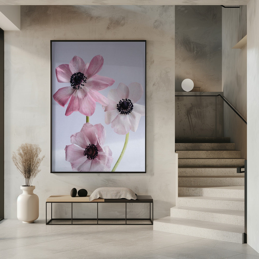 Elegante roze anemoonbloemen | Poster