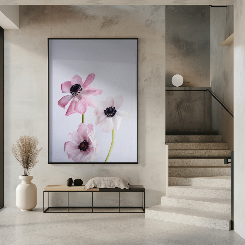 Lichtroze ranonkelbloemen | Poster