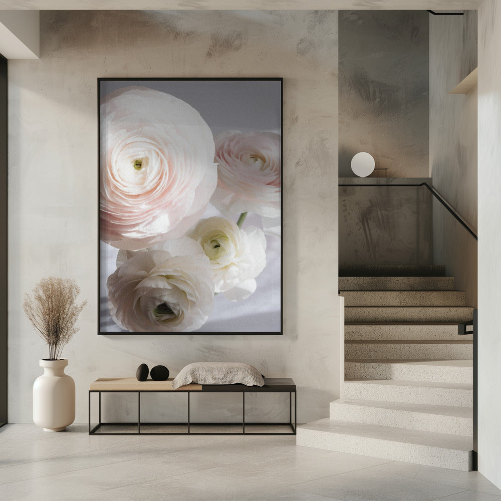 Zachte Ranonkel | Poster