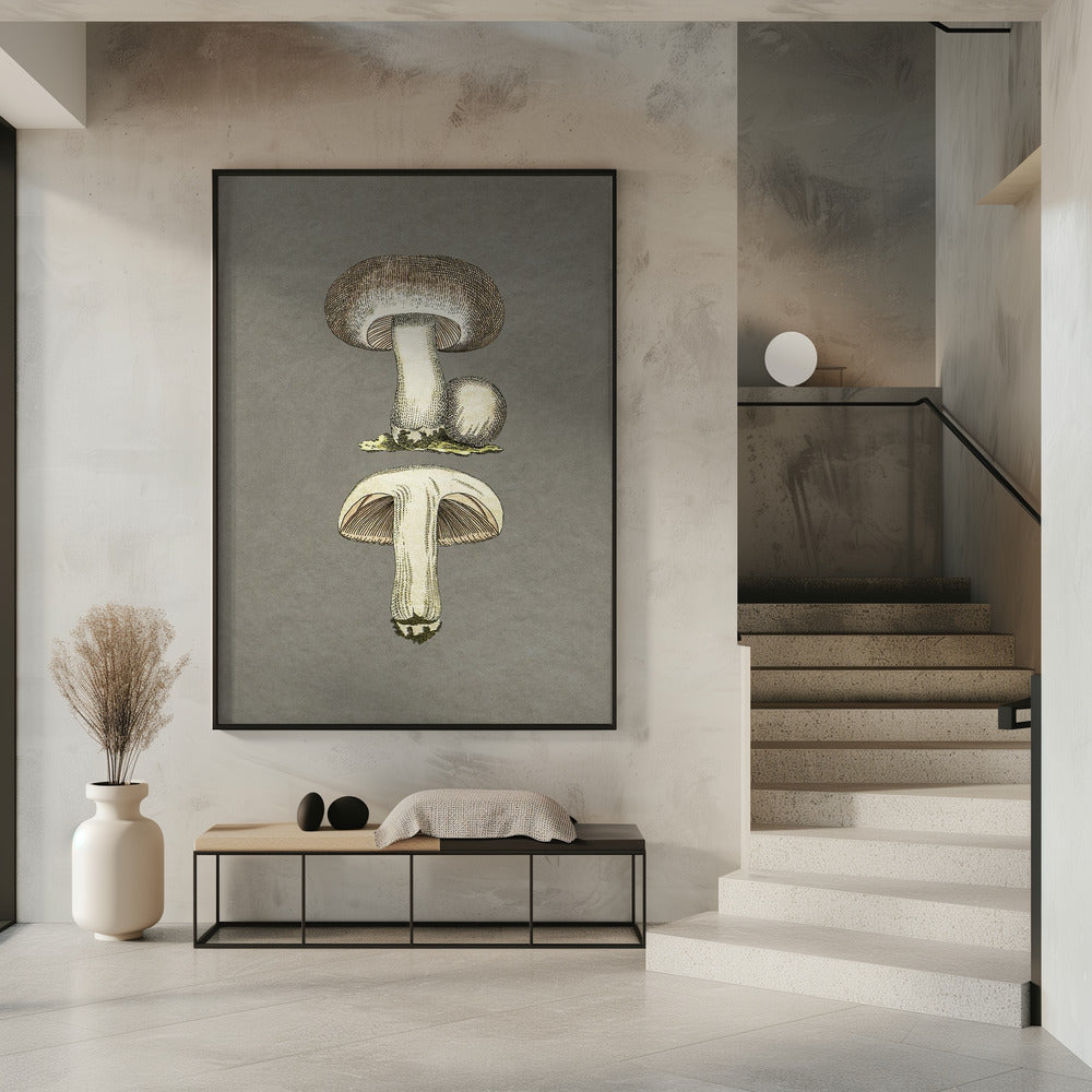 Paddenstoelen | Poster