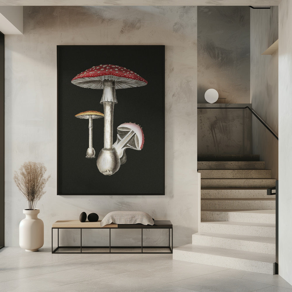 Amanita Muscaria Dark Background | Poster