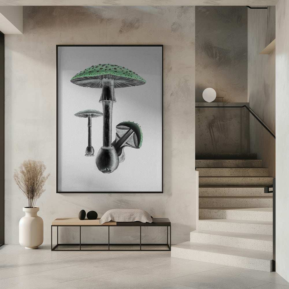 Amanita Muscaria White Background Green | Poster