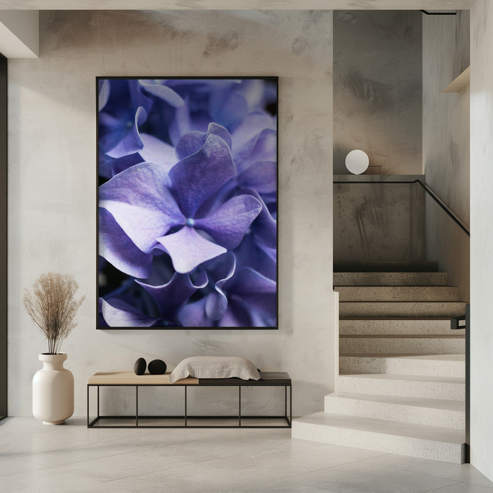 Delicate paarse hortensiablaadjes | Poster