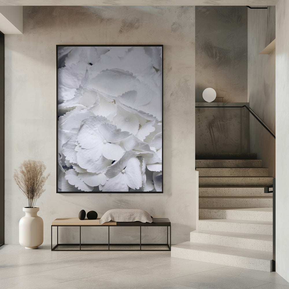 Delicate witte hortensiablaadjes | Poster