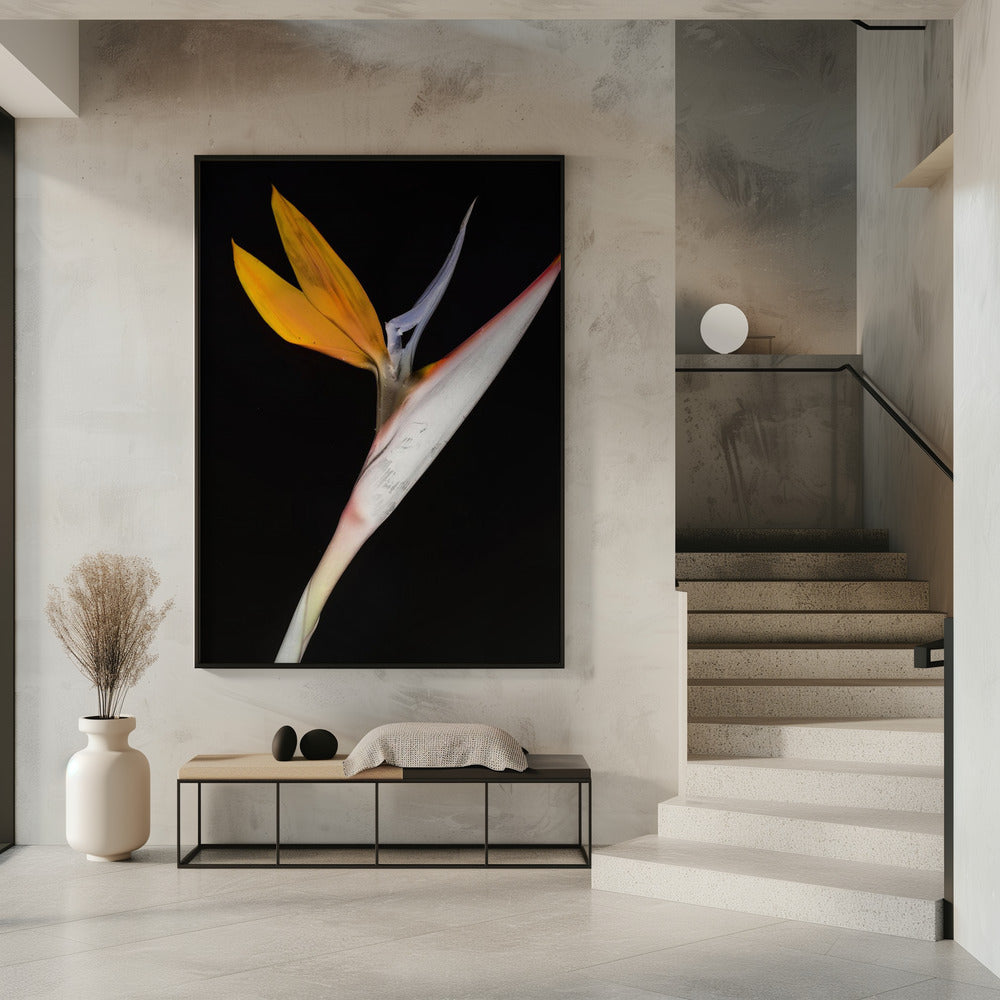 Paradijsvogel | Poster