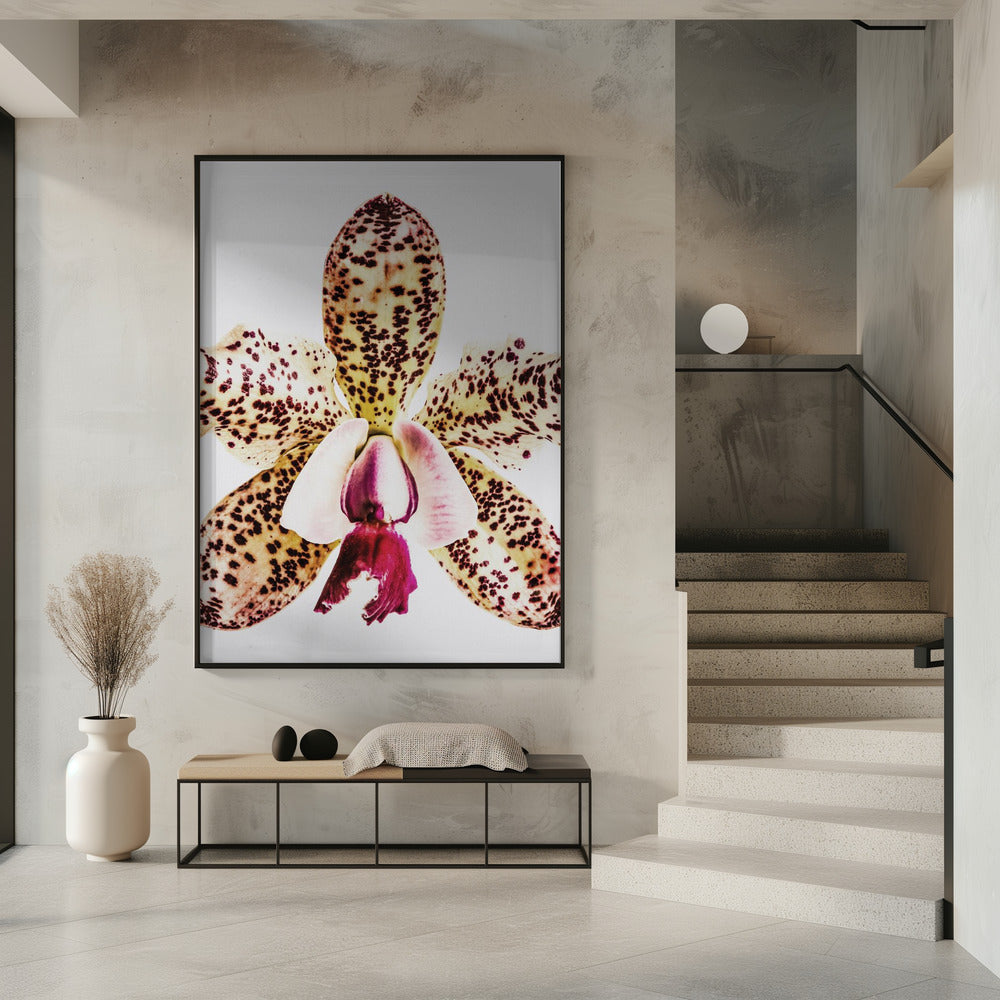 Gevlekte orchideeënuitbarsting | Poster