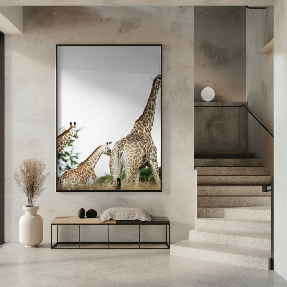 Giraffenwandeling | Poster