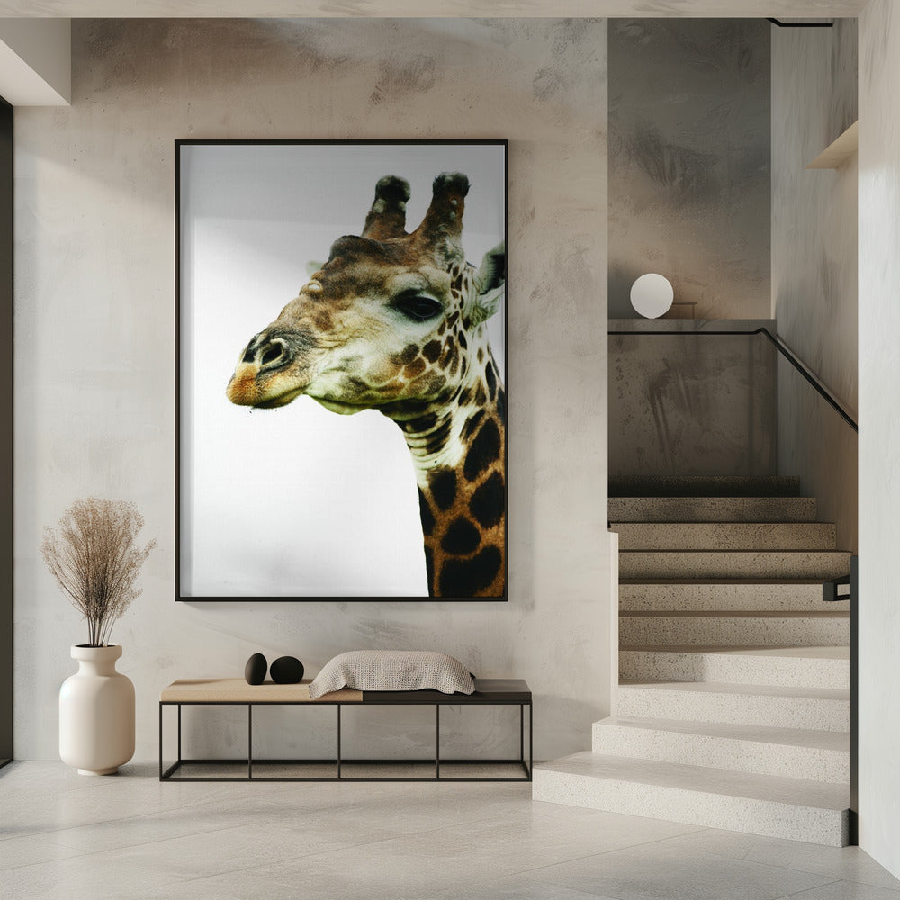 Giraffe's Graceful Gaze | Poster