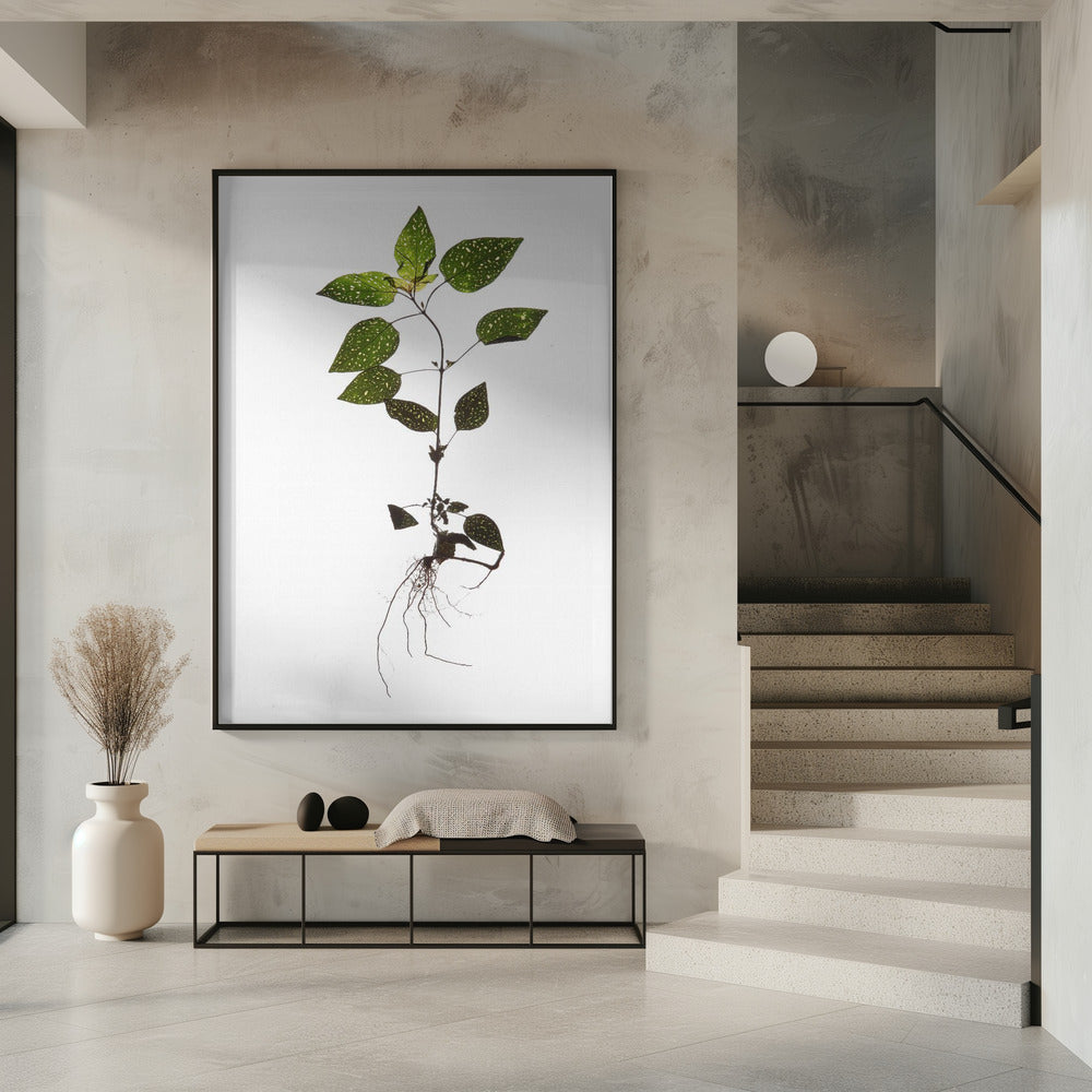 Delicate Decay | Poster