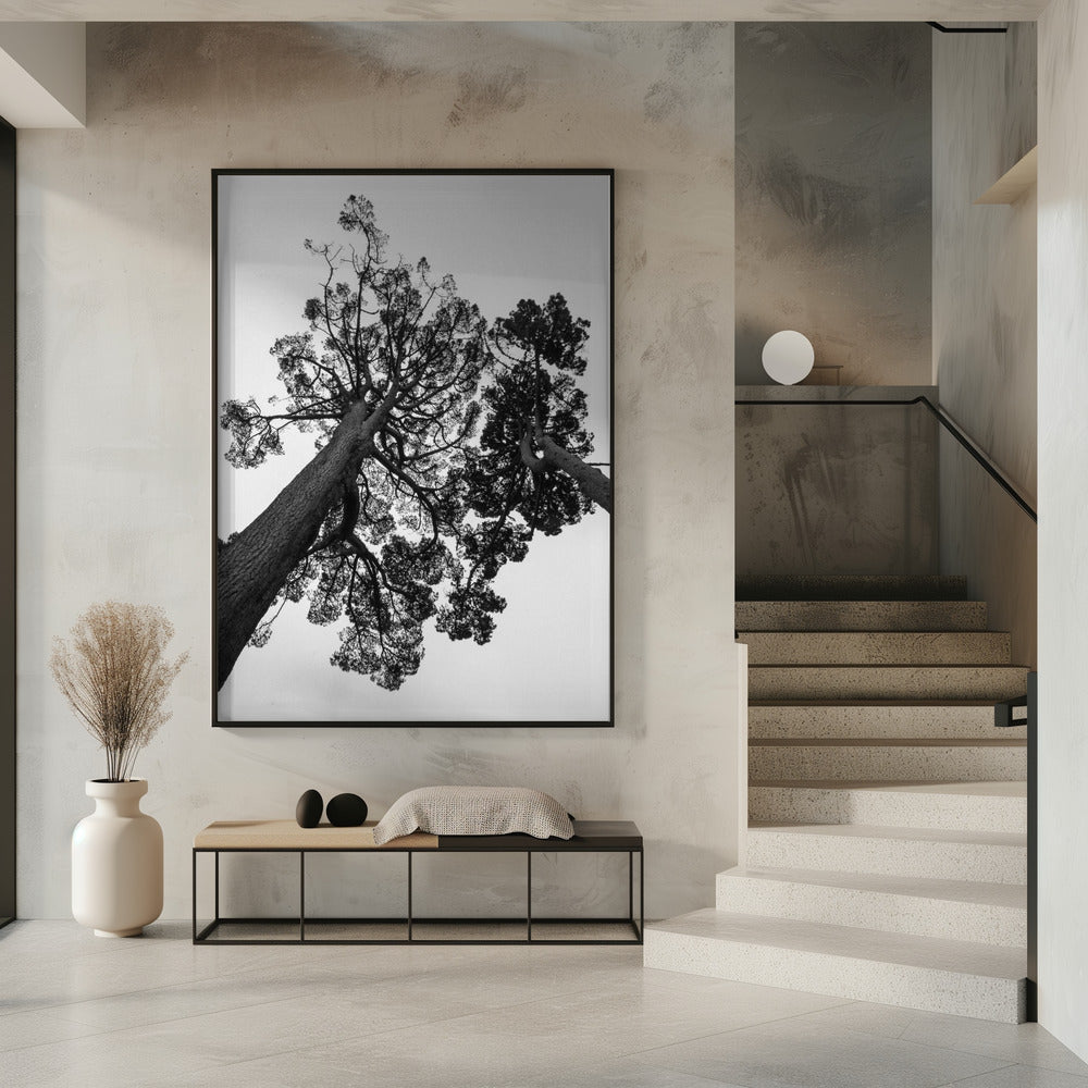 Torenhoge dennen | Poster