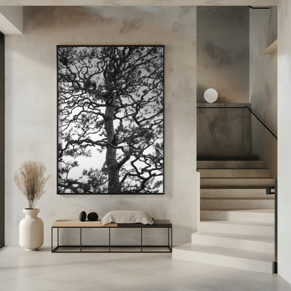 Silhouet van een draaiende boom | Poster