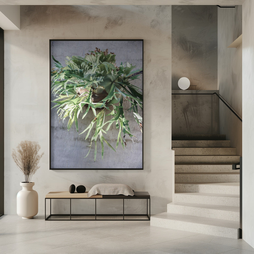 Muurvarengenot | Poster