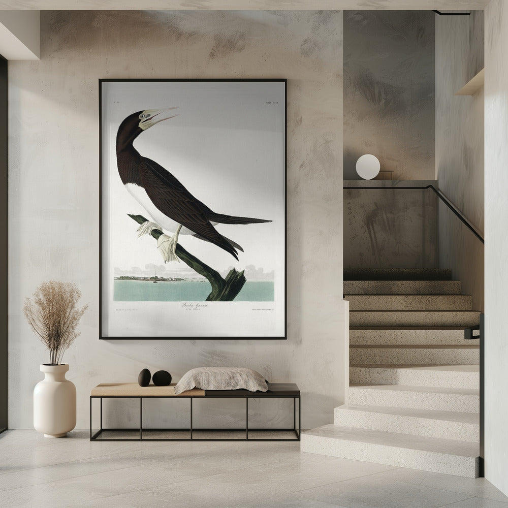 Jan-van-gent uit Birds of America (1827) | Poster