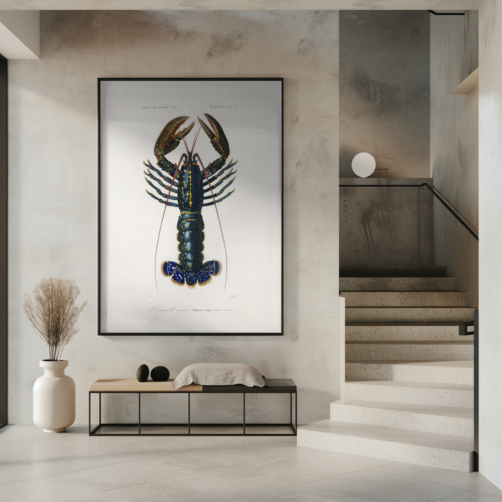 Karmozijnrode rivierkreeft | Poster
