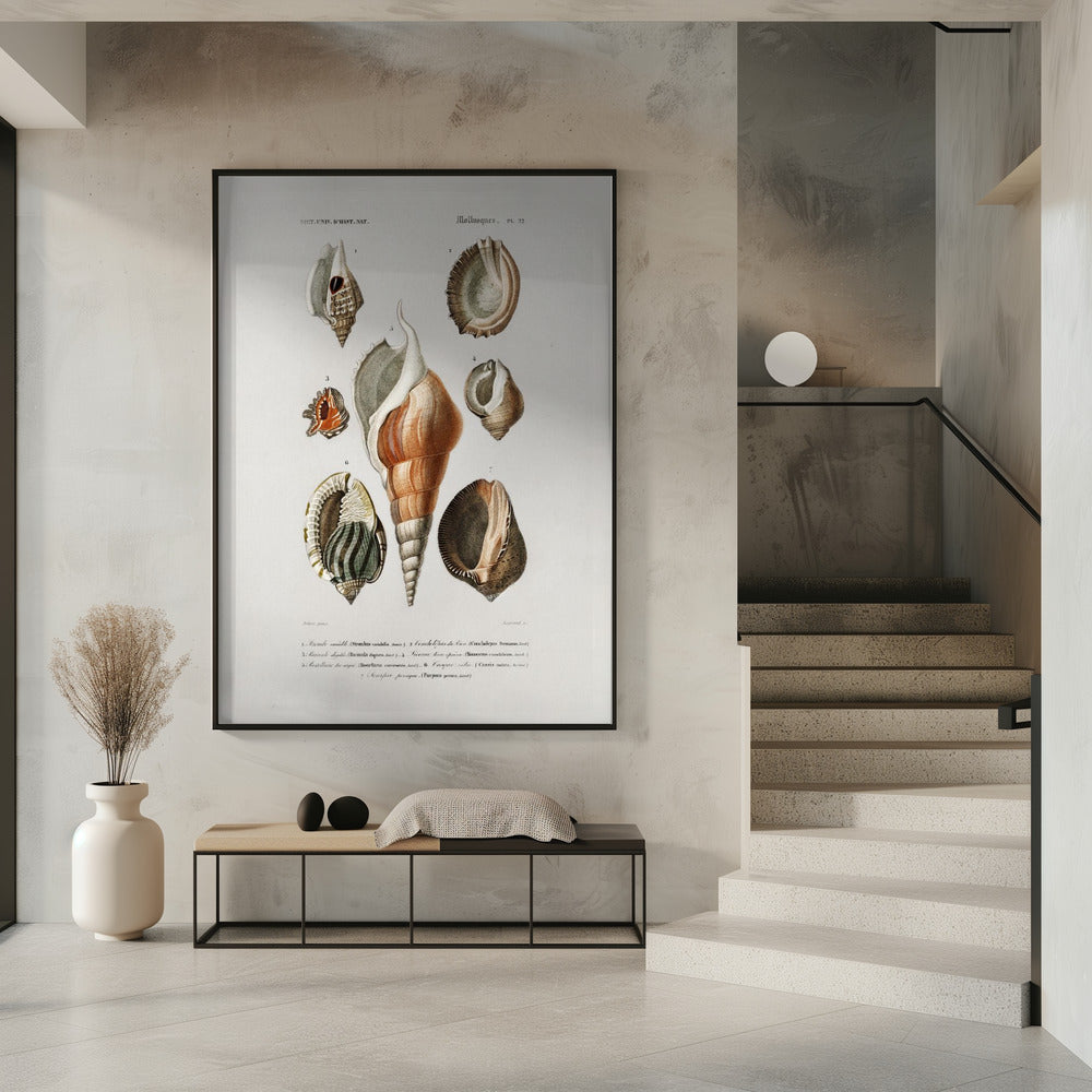 Verschillende soorten weekdieren | Poster