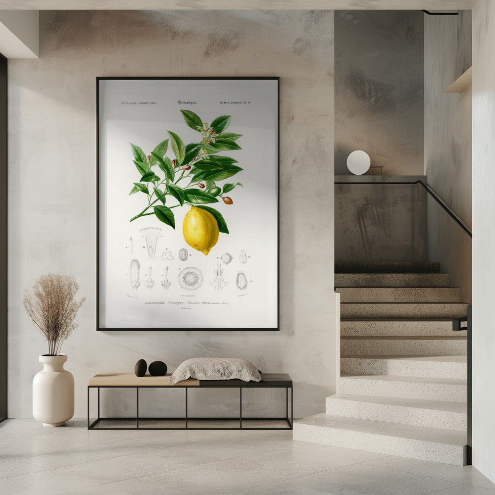 Lemon (citrus Limonium) | Poster