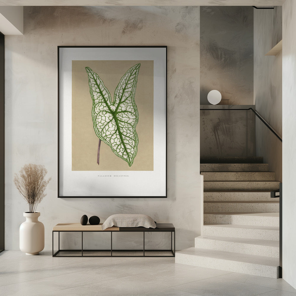 Green Caladium Belleymii Leaf Illustration | Poster
