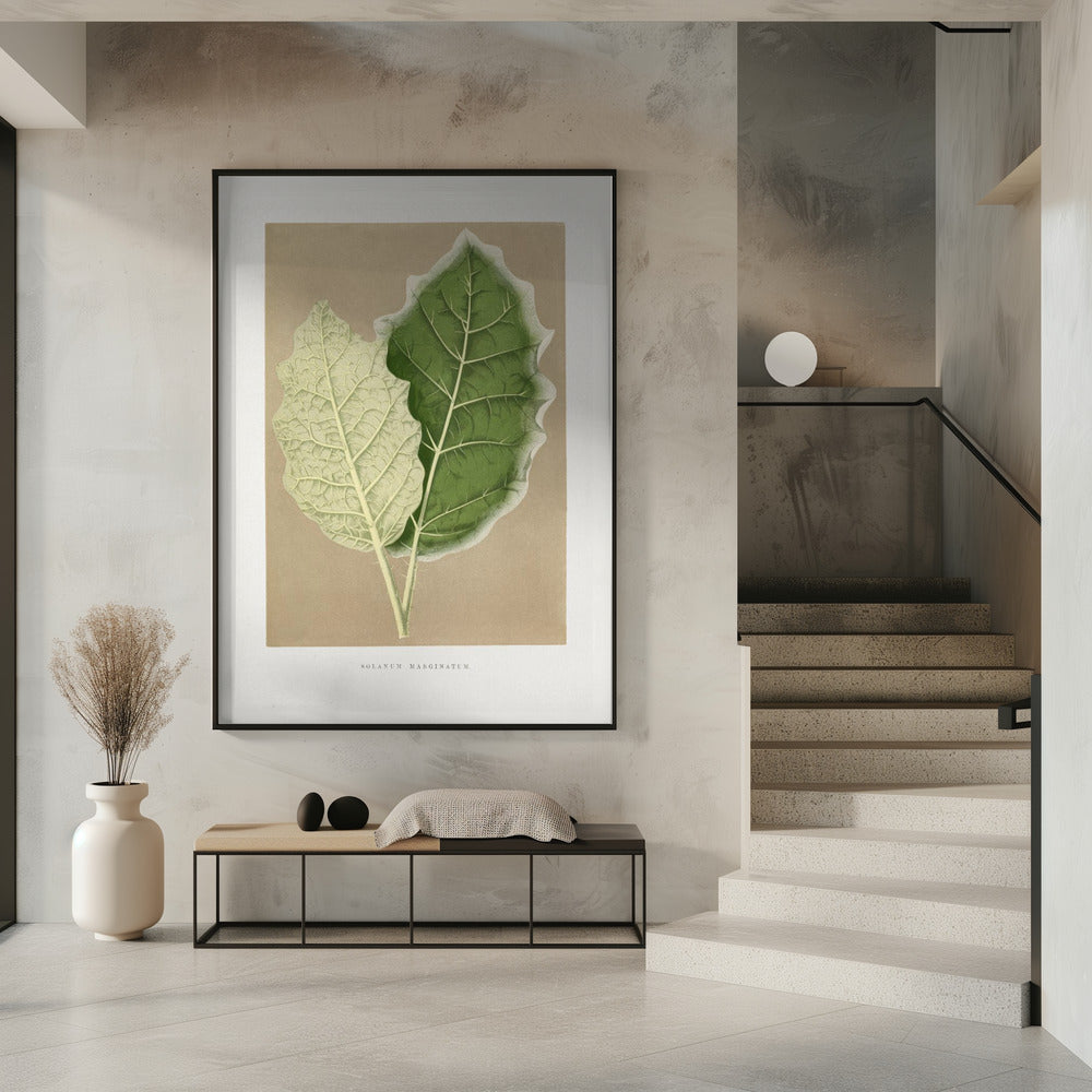 Green Solanum Marginatum Leaf Illustration | Poster