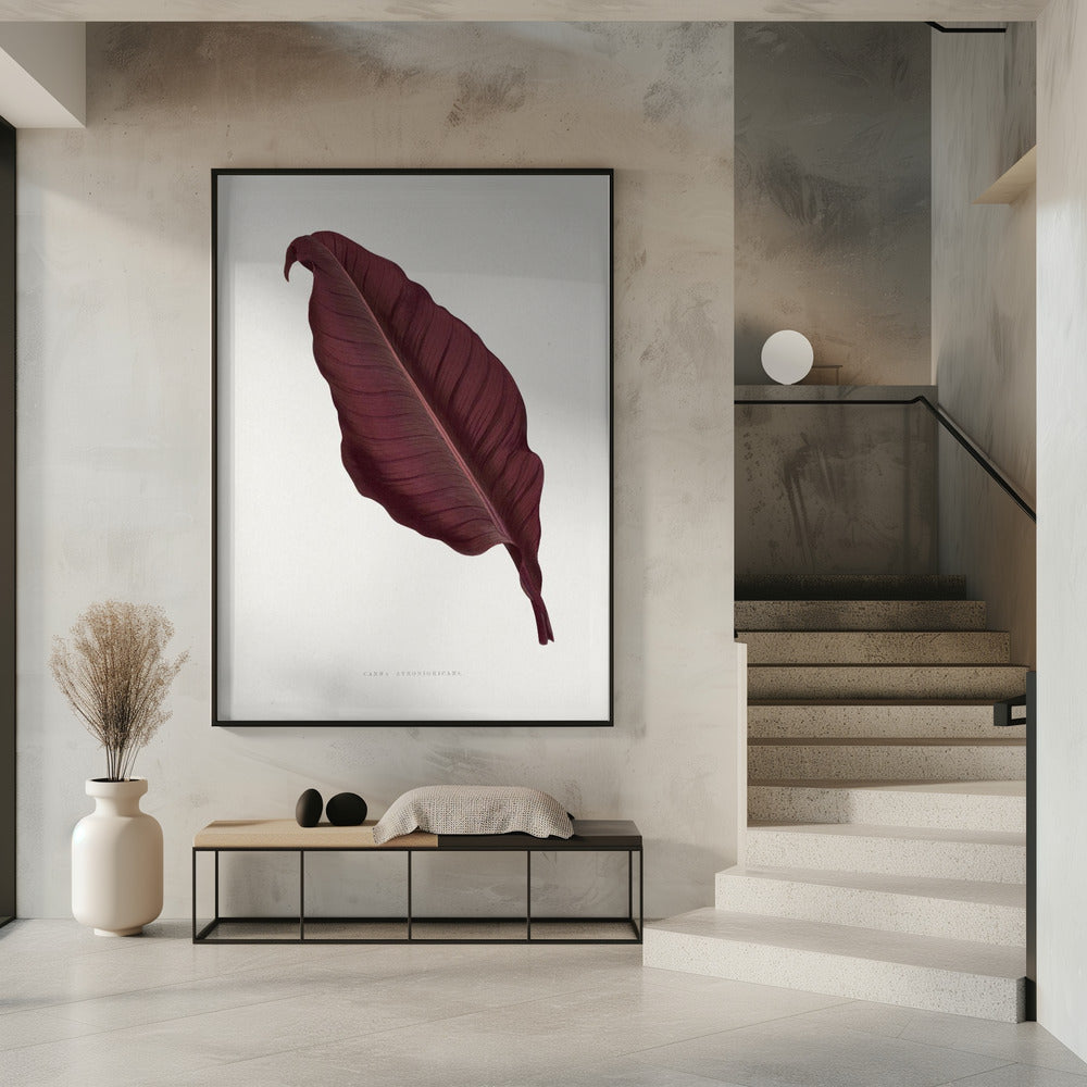 Pink Canna Atronigricans Leaf Illustration | Poster