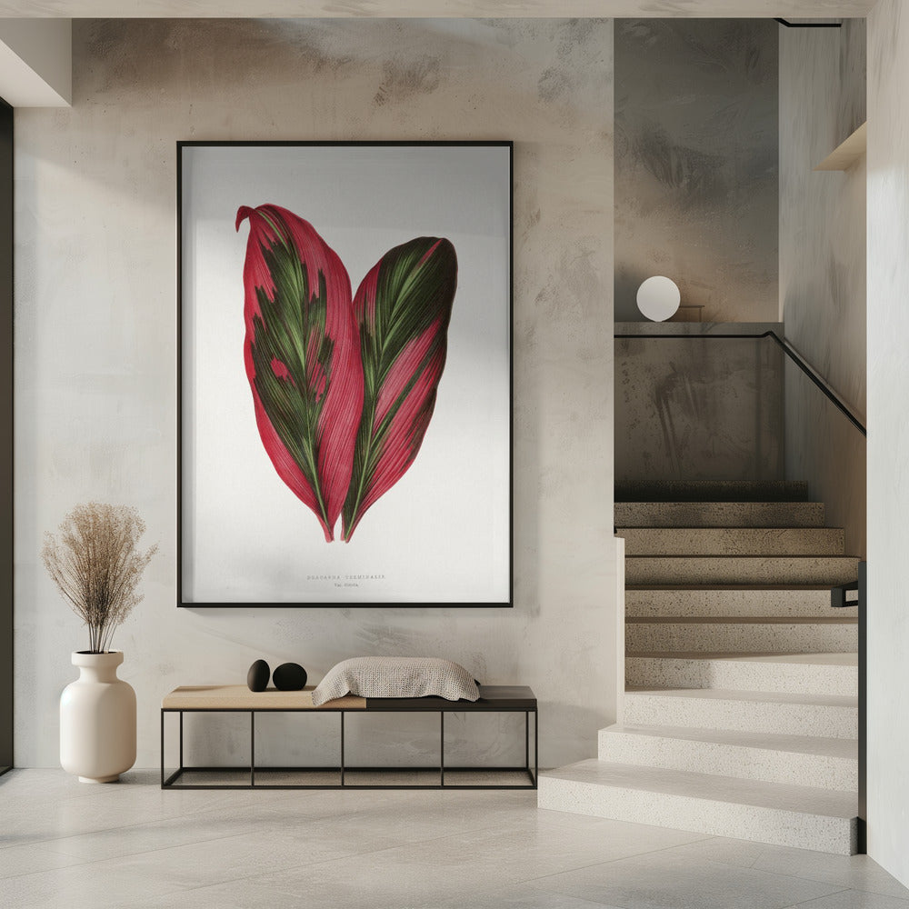 Roze Dracaena Terminalis bladillustratie | Poster