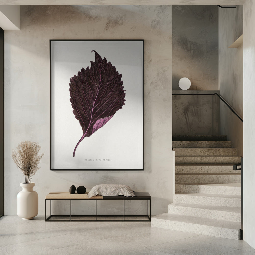 Pink Perilla Nankinensis Leaf Illustration | Poster