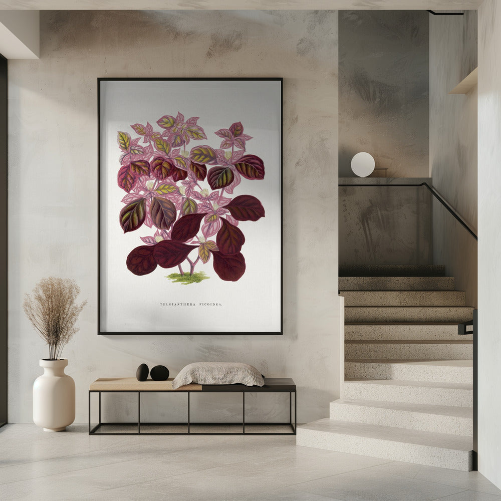 Roze Teleianthera Ficoidea bladillustratie | Poster