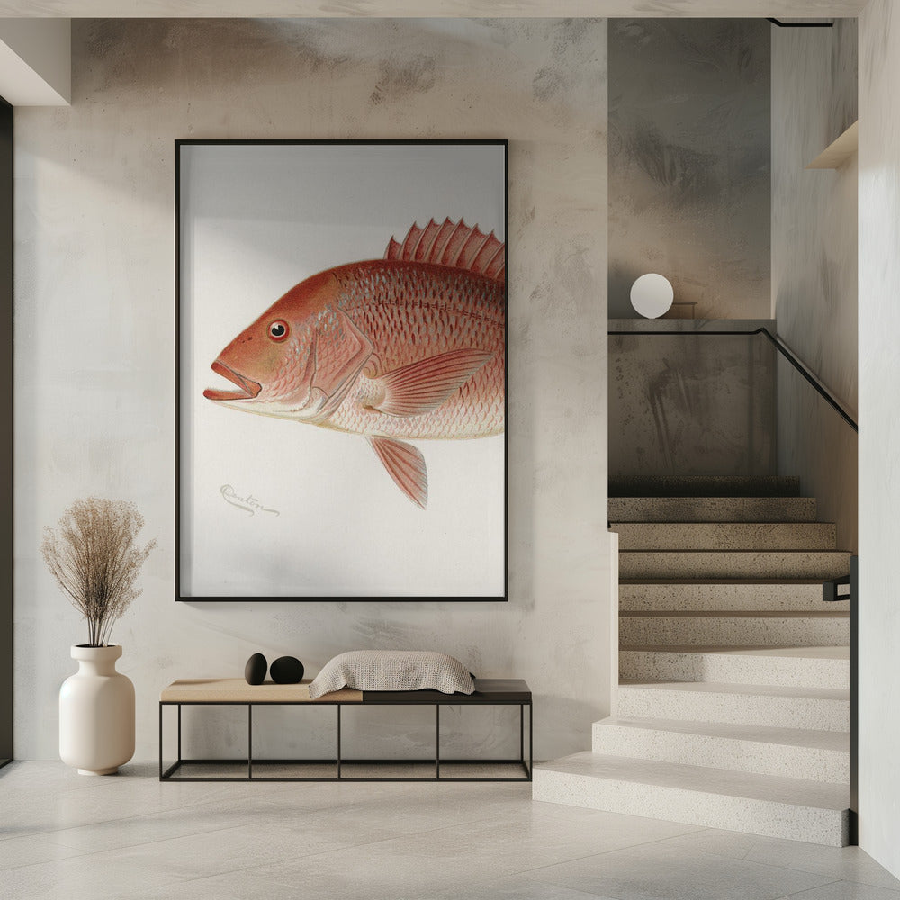 Red Snapper | Poster