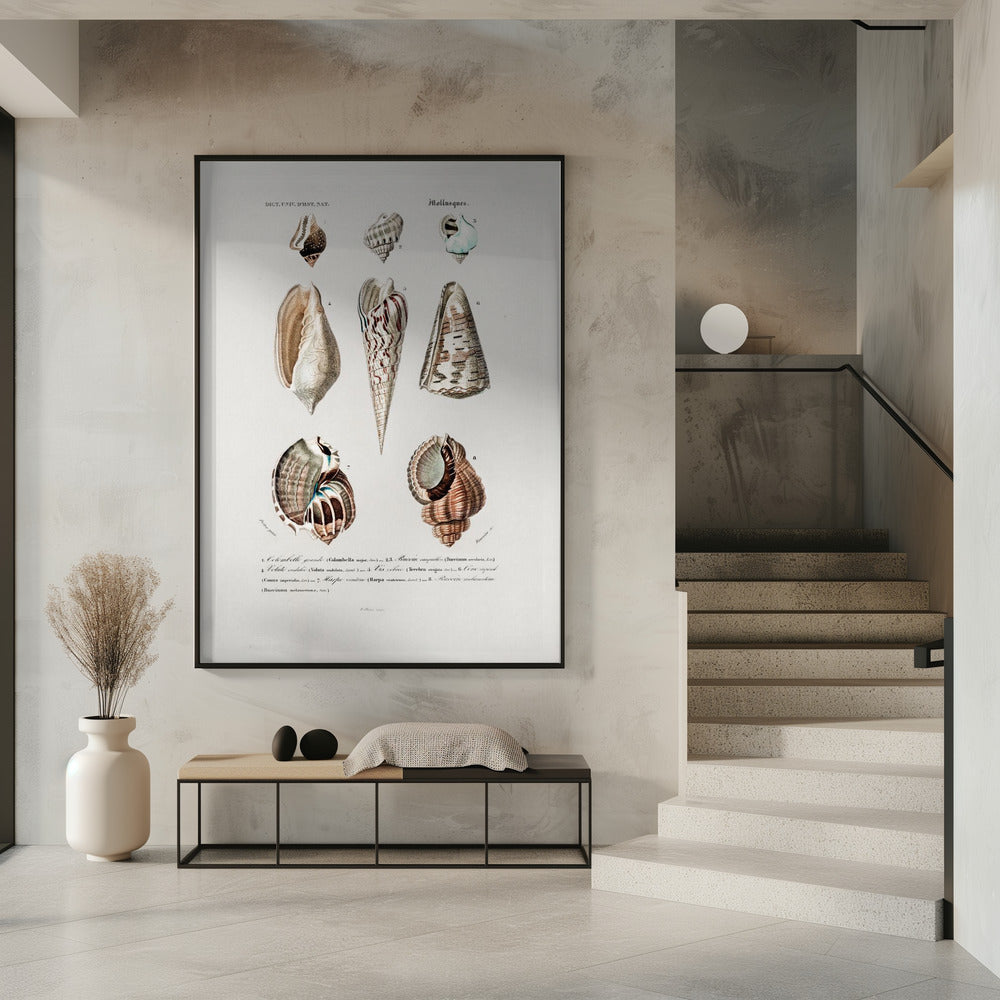 Sealife I | Poster