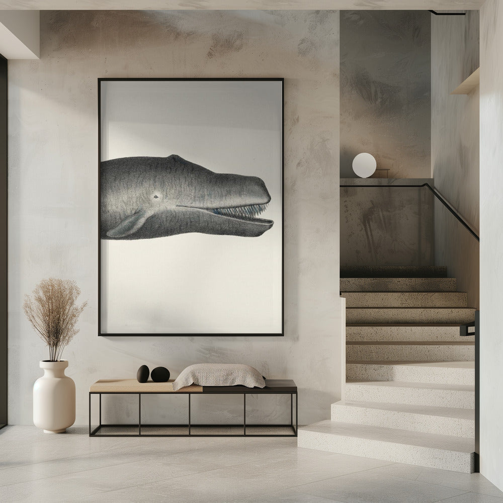 Walvis II, strak gewas, handgekleurde zeedierenlithografie, 1824 | Poster
