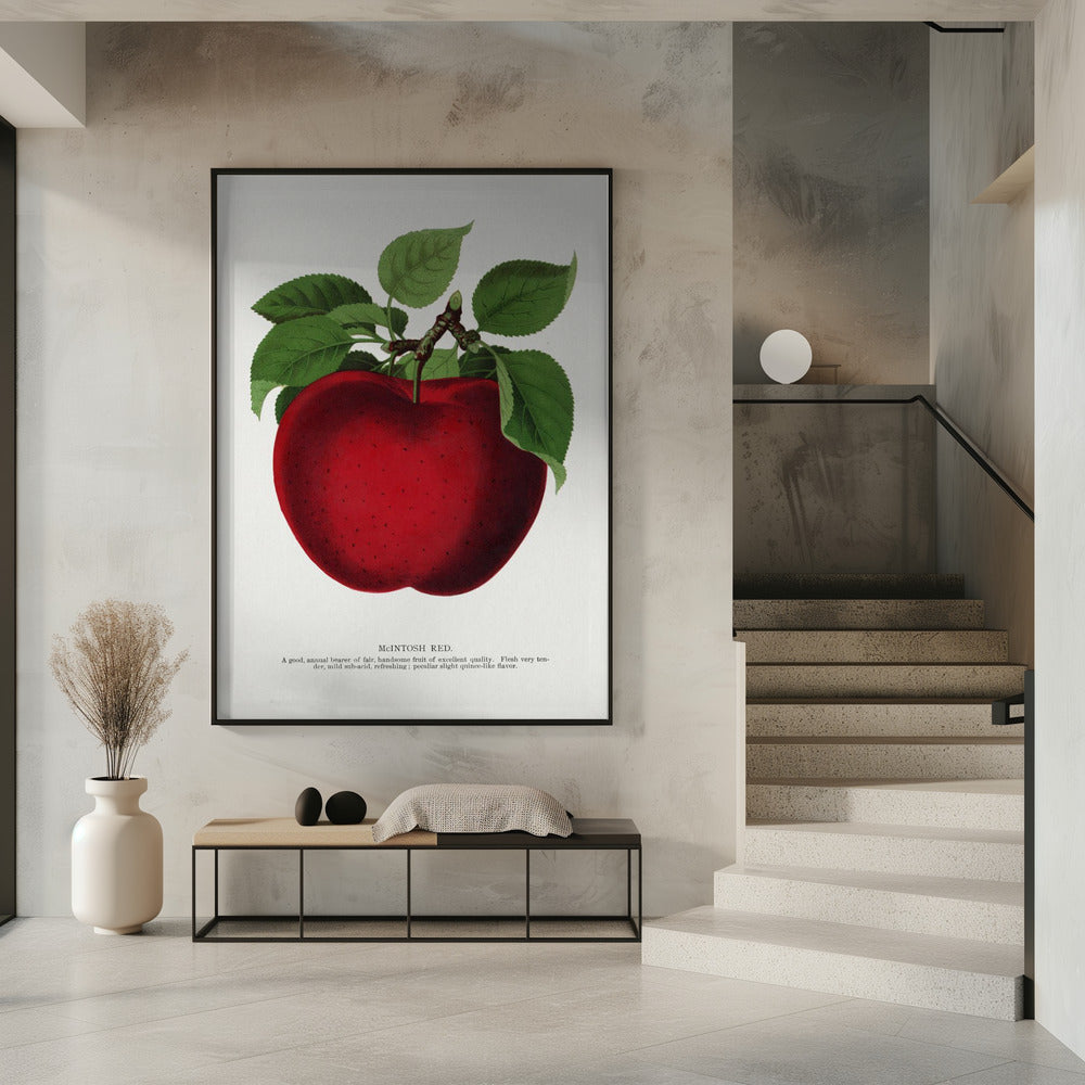 Mcintosh Red Apple Lithografie | Poster