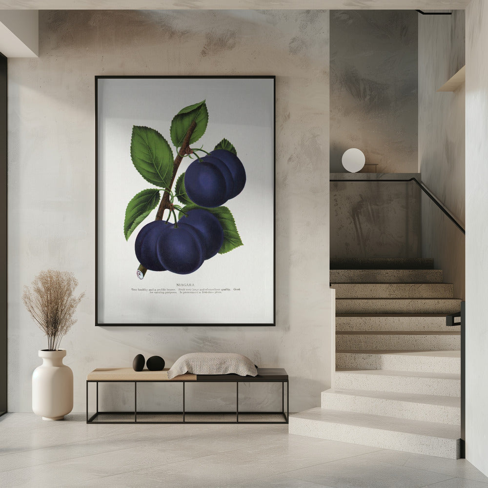 Niagara Plum Lithografie | Poster