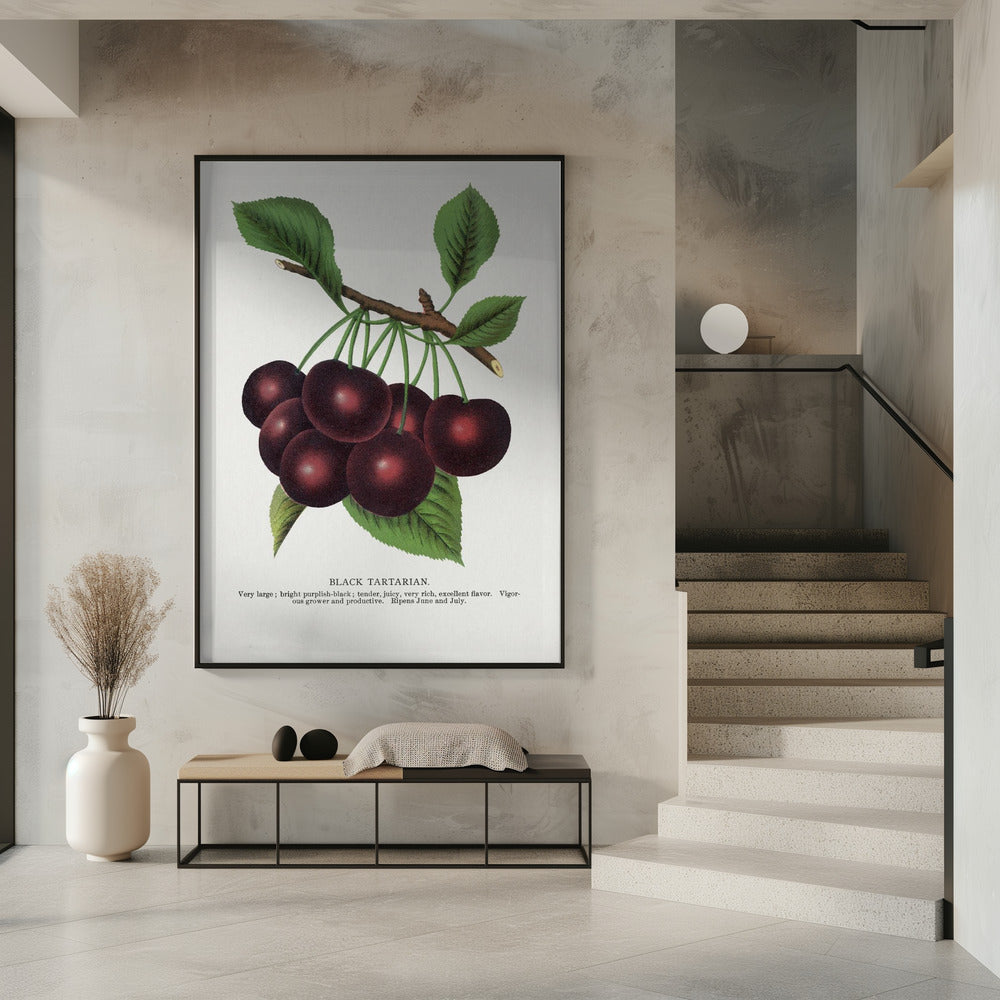 Lithografie van zwarte tartaarse kers | Poster