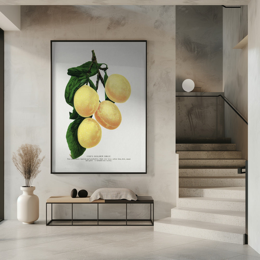 Coe's Golden Drop Plum Lithografie | Poster