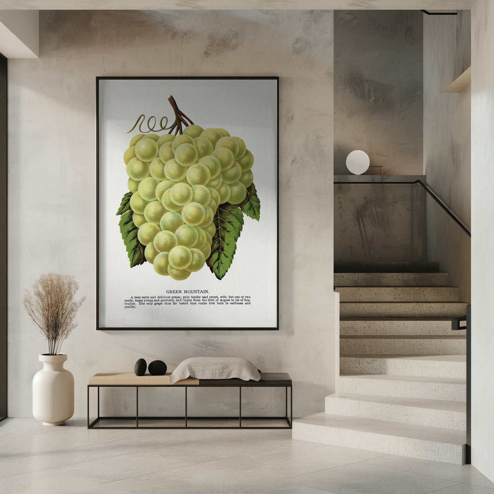 Groene bergdruiflithografie | Poster