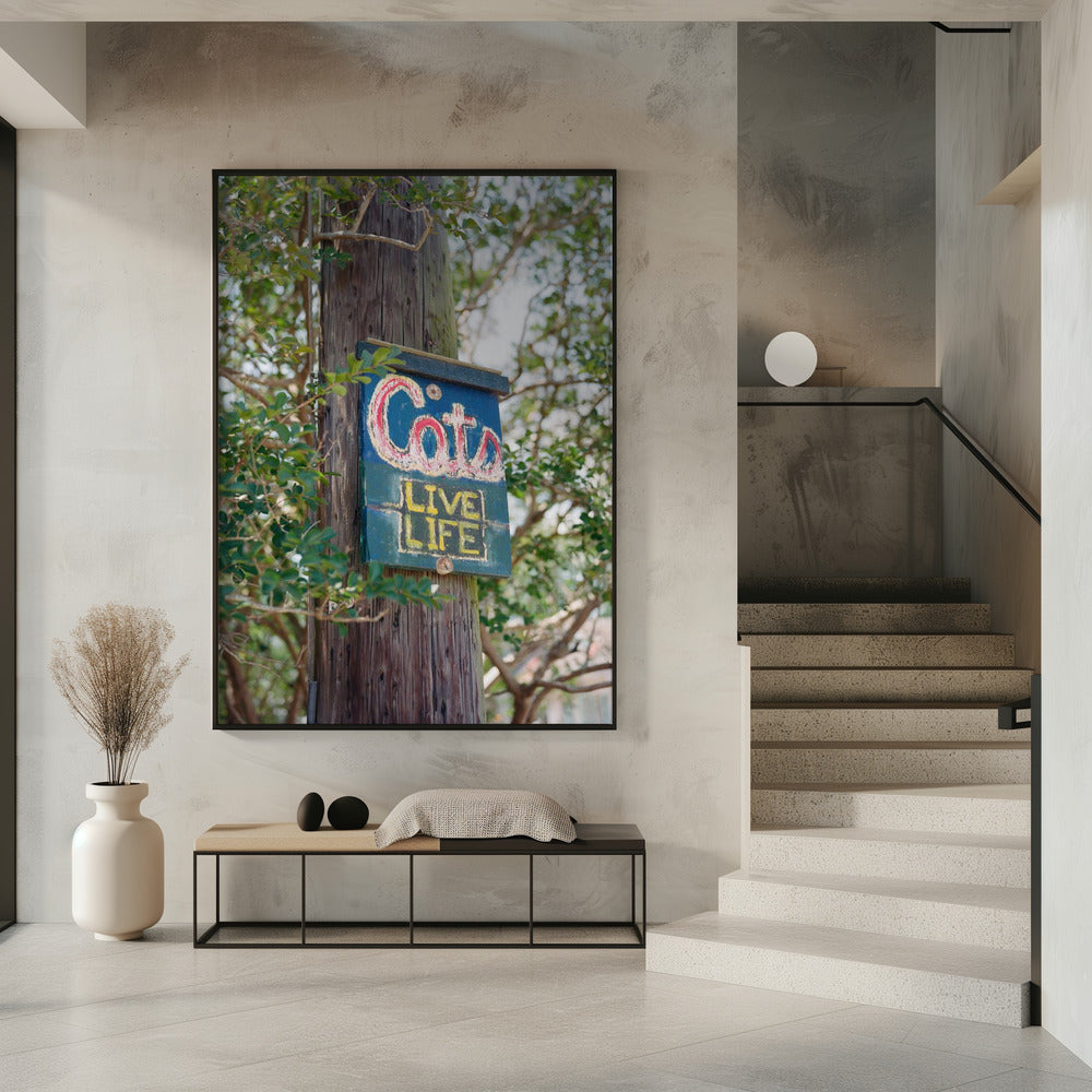 Katten uit New Orleans | Poster