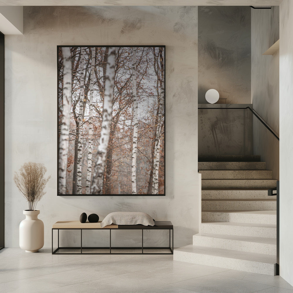 Birch Trees 6 | Poster