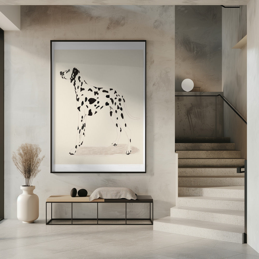 Pandc Dalmatiër | Poster