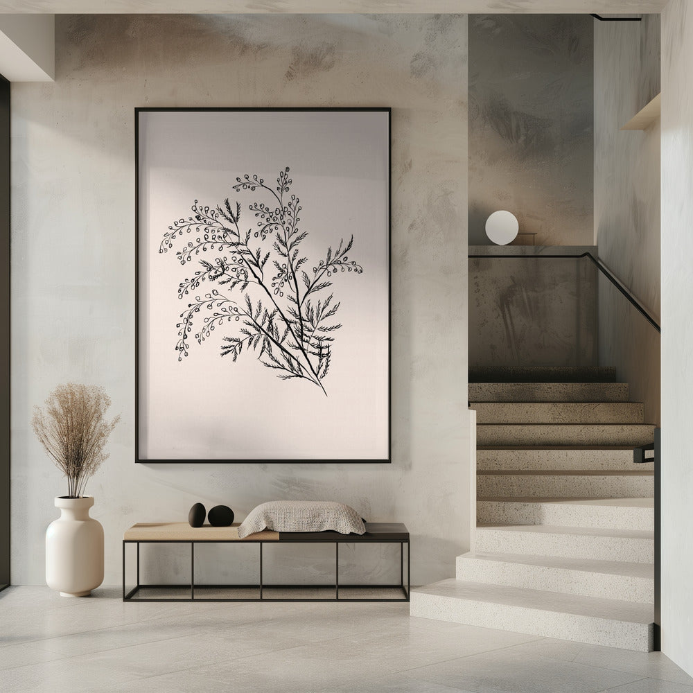 Acacia Botanische Afdeling | Poster