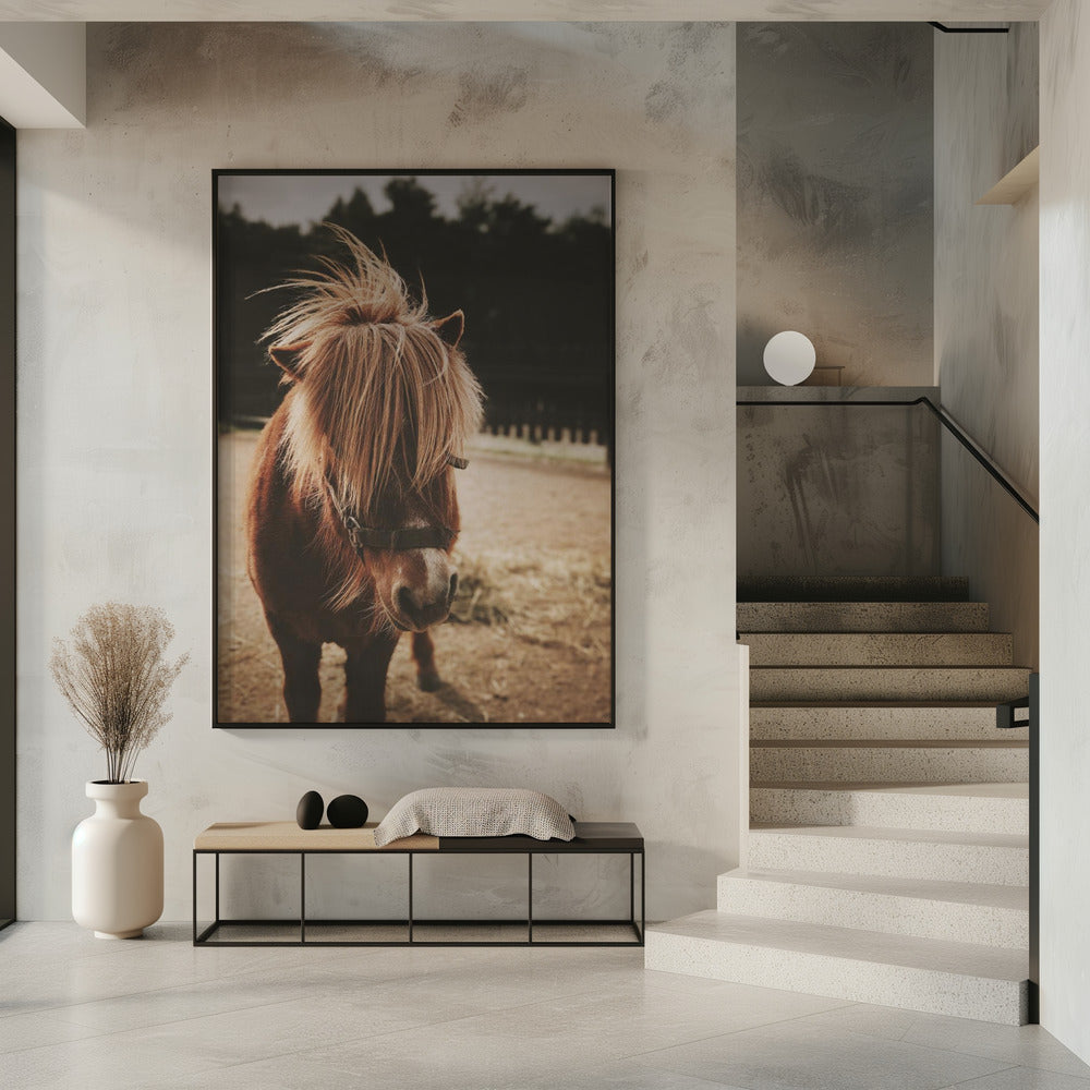 Pony met een ruige manen | Poster