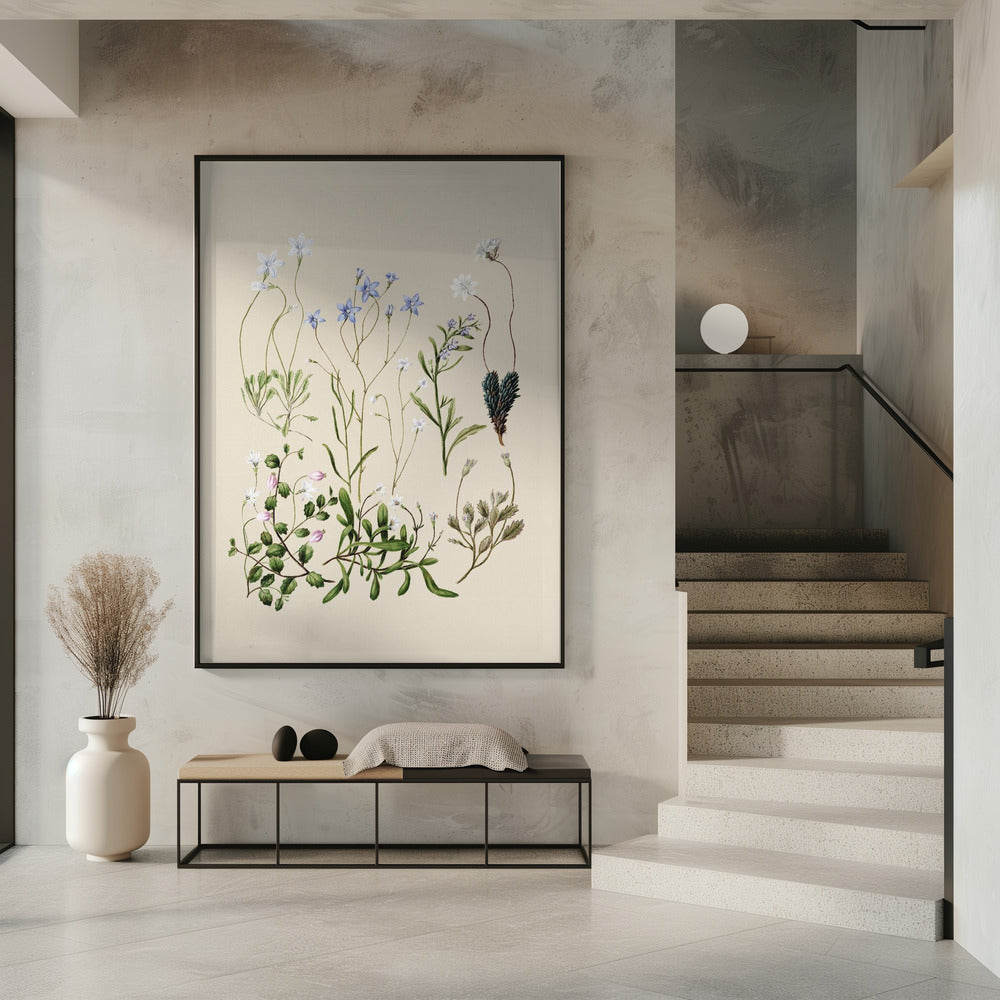 Wahlenbergia's getekend | Poster