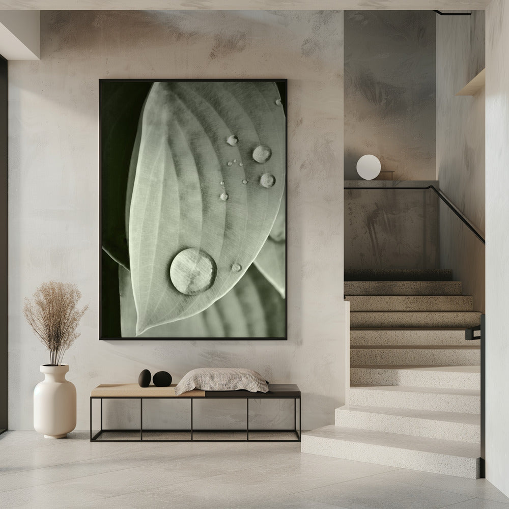 Dauw op blad elegantie | Poster