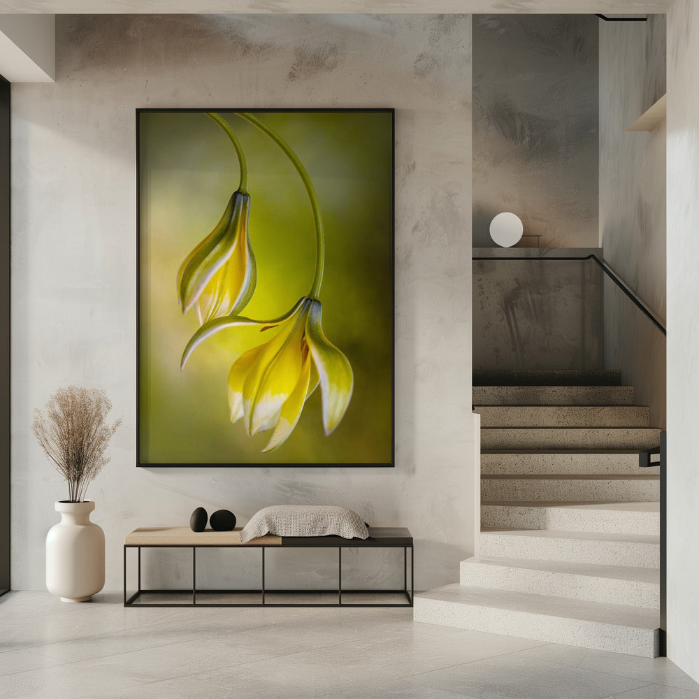Tulp | Poster