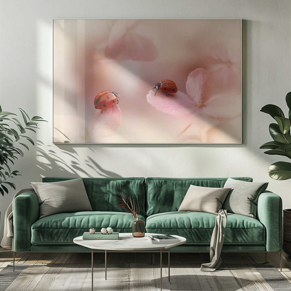 Lieveheersbeestjes op roze hortensia. | Canvas