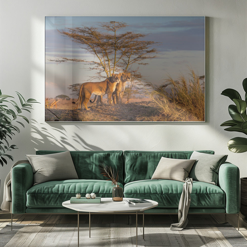 Zussen | Canvas
