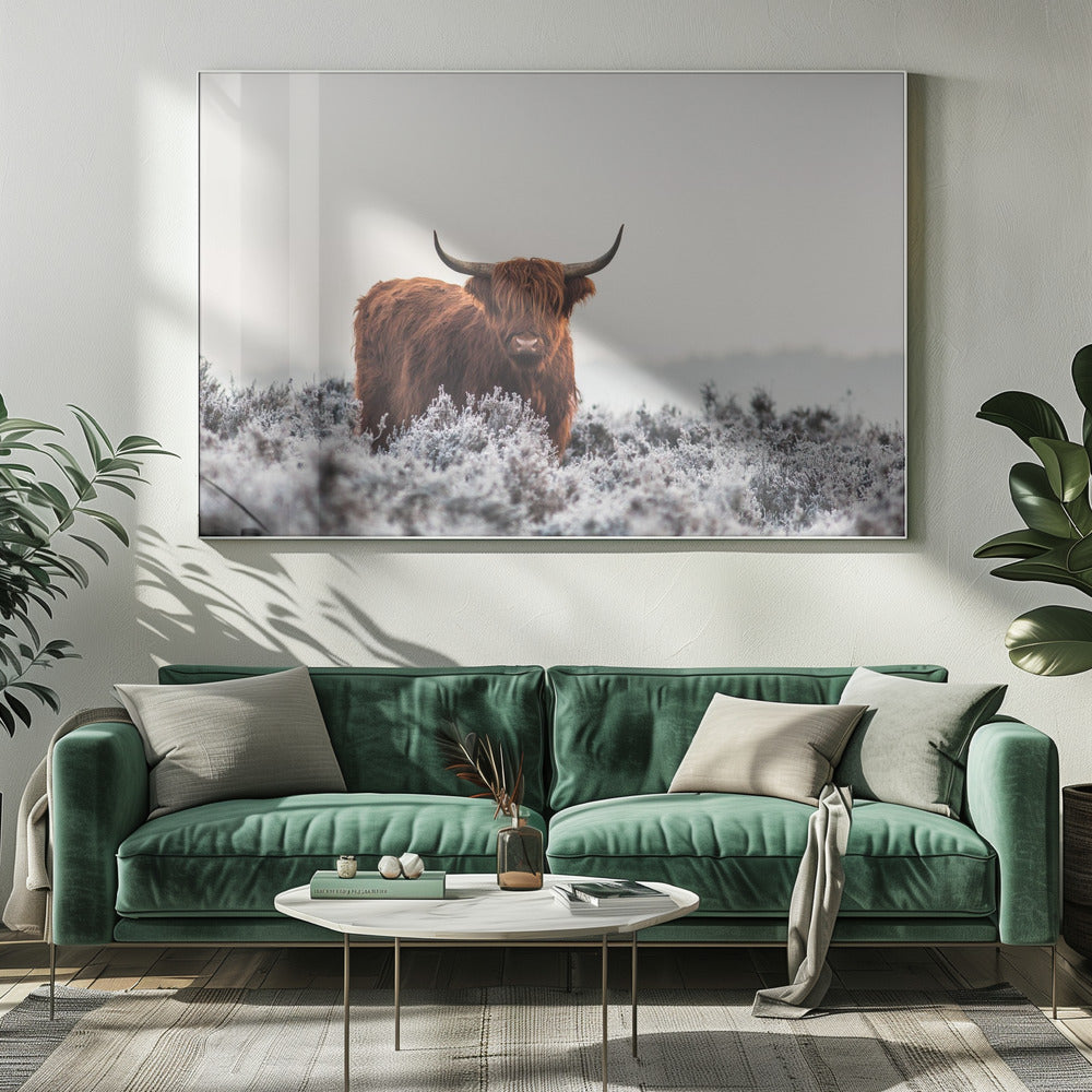 Hooglander | Canvas