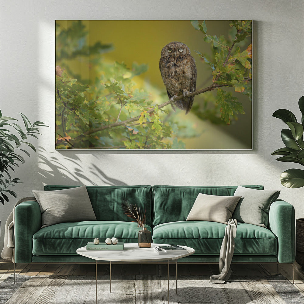 Euraziatische dwergooruil | Canvas