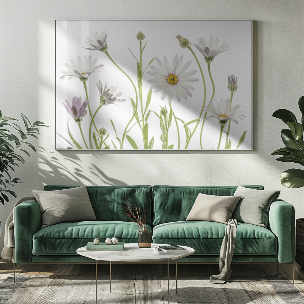 Kaapse madeliefjes | Canvas