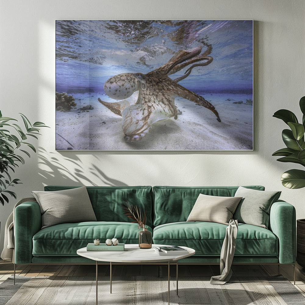 Dansende Octopus | Canvas